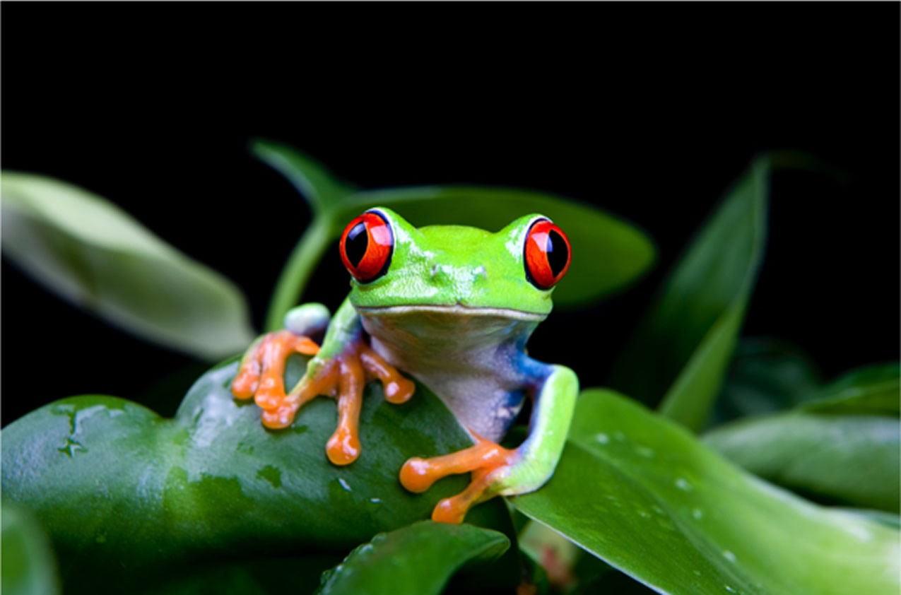 Merveilles du Costa Rica