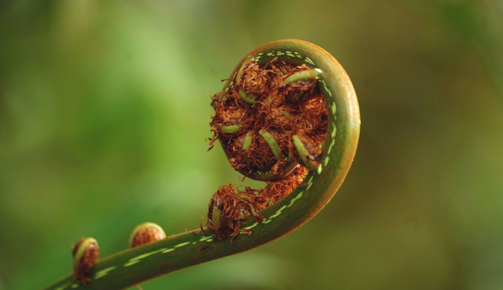 Nature du Costa rica